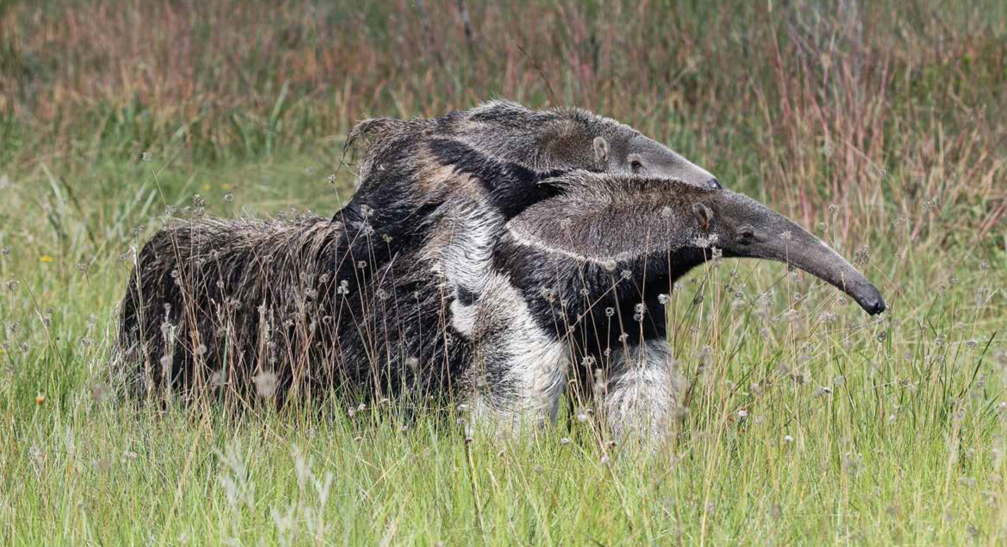 Tamandua