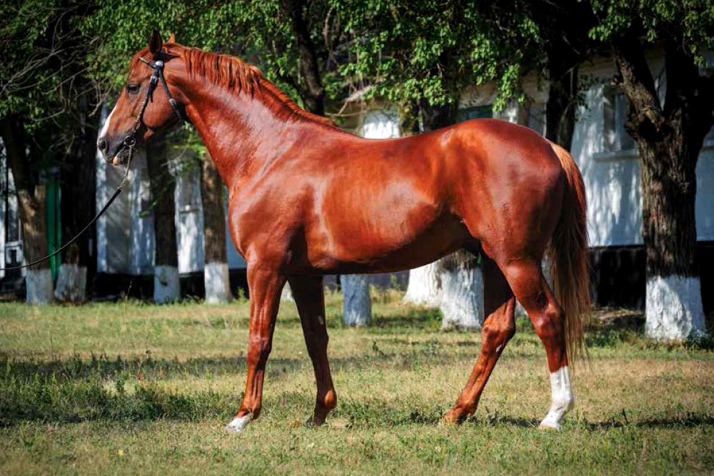 Quanto vale um cavalo? Raça Árabe – Animal Business Brasil