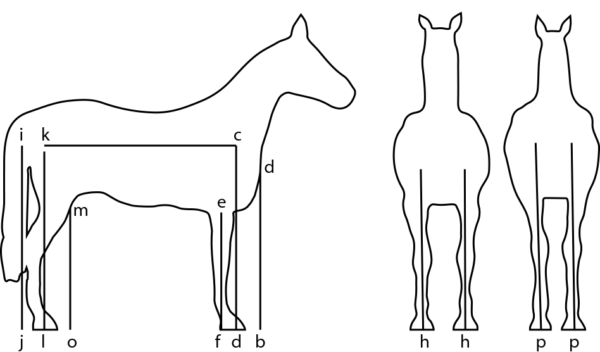 Tudo sobre cavalo: Aprumos