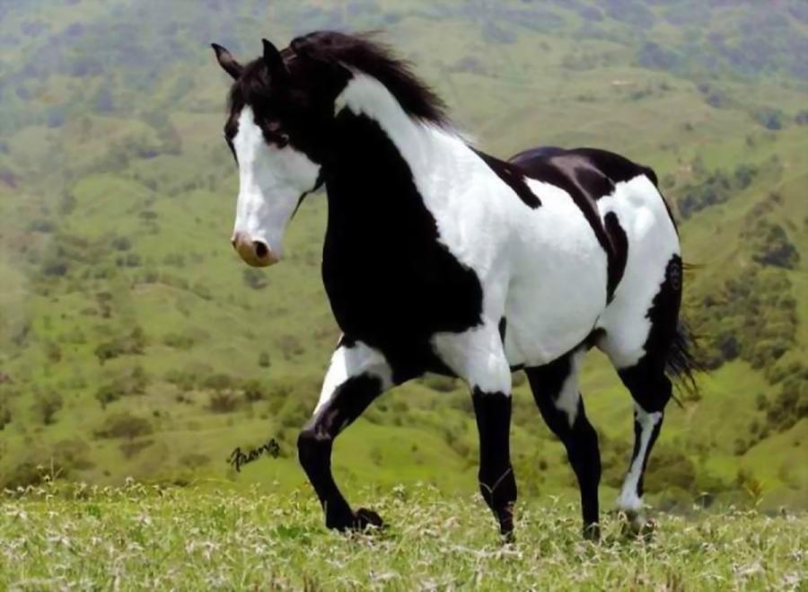 Cavalo pampa de preto
