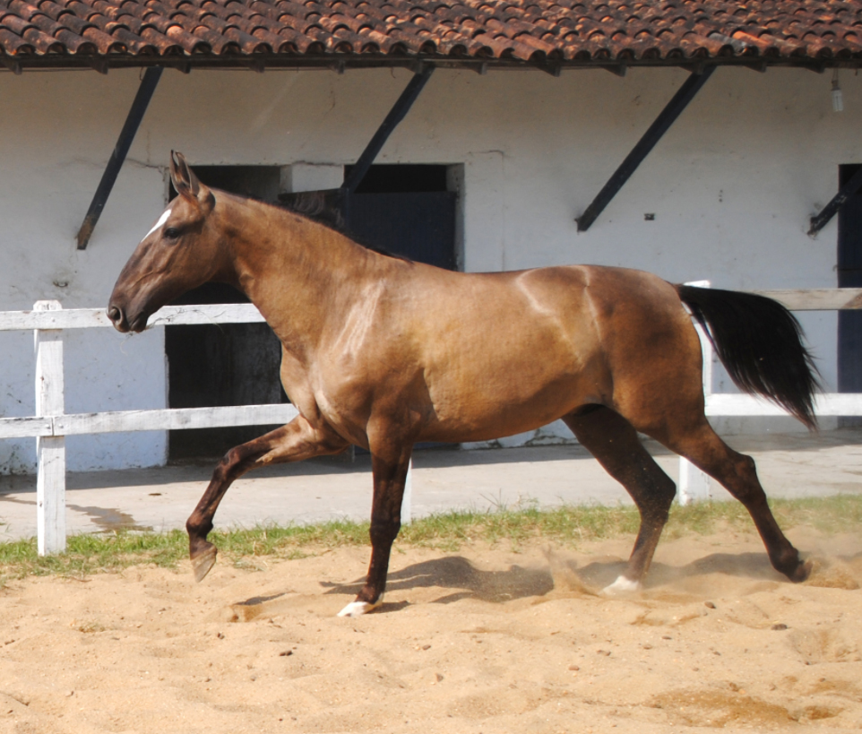 O NOVO cavalo inicial!