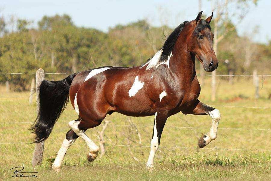 Quanto vale um cavalo? Raça Mangalarga Marchador – Animal Business