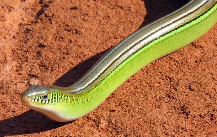 A cobra-de-vidro tem seu corpo cilíndrico e alongado, possuindo listras longitudinais que variam entre tons mais claros e mais escuros. Parque Nacional da Serra da Canastra, MG, maio de 2017. Foto: Sávio Freire Bruno.