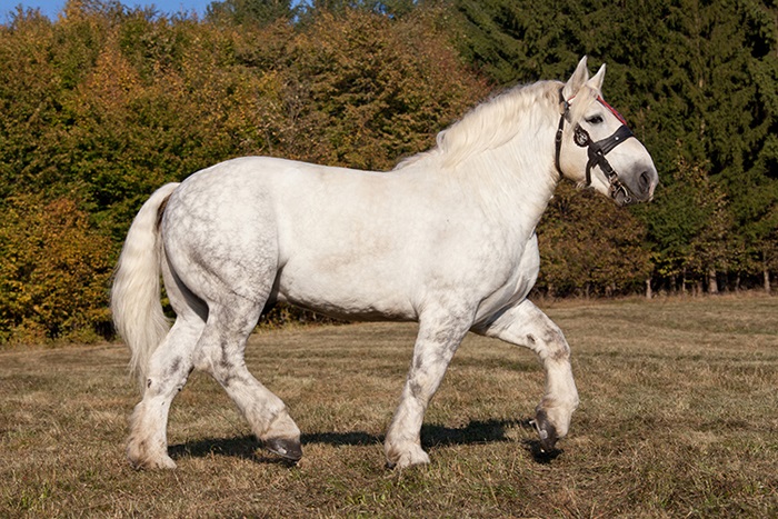 Quanto vale um cavalo? Raça Árabe – Animal Business Brasil