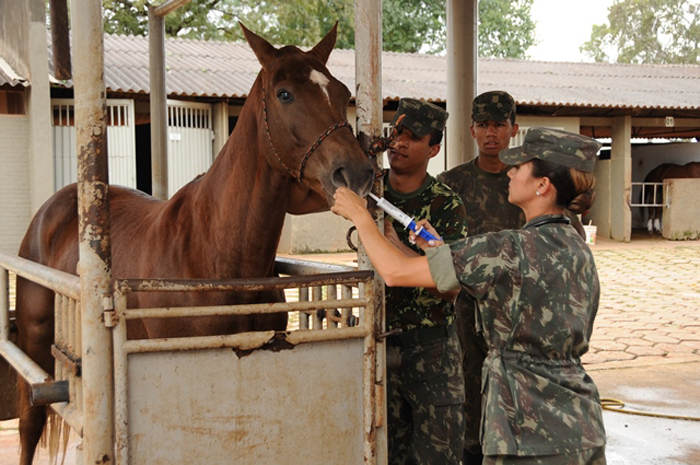 Voc sabe o que um veterin rio do Ex rcito Animal Business Brasil