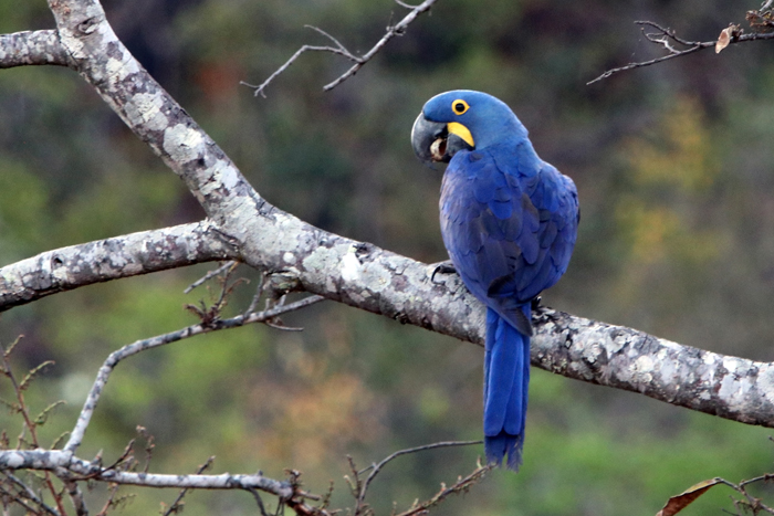 Arara-azul-grande (Anodorhynchus hyacinthinus) – Animal Business Brasil