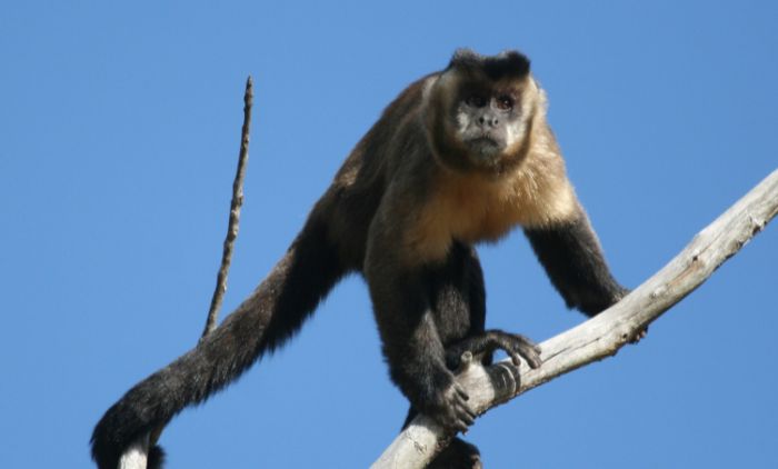 É permitido ter um macaco como animal de estimação?