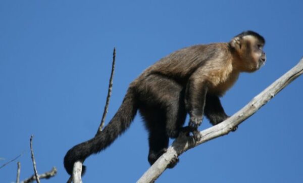 Macacos-prego brasileiros estão em sua própria 'idade da pedra' há