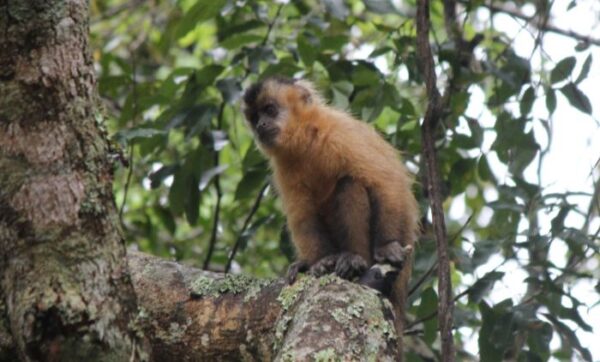 Sapajus cay (Macaco-prego-de-Azara) - Museu do Cerrado