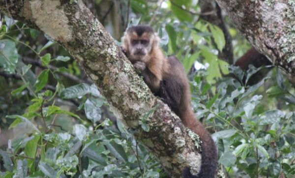 Macaco-prego - IMG_0240, Macaco-prego (Sapajus libidinosus)…