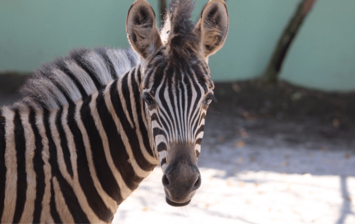 Como é o cotidiano de trabalho dos insetos no único jardim zoológico do  tipo no Brasil - APTA - Agência Paulista de Tecnologias do Agronegócio -  SAA-SP