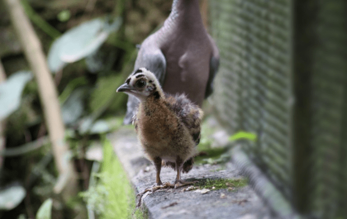 Como é o cotidiano de trabalho dos insetos no único jardim zoológico do  tipo no Brasil - APTA - Agência Paulista de Tecnologias do Agronegócio -  SAA-SP