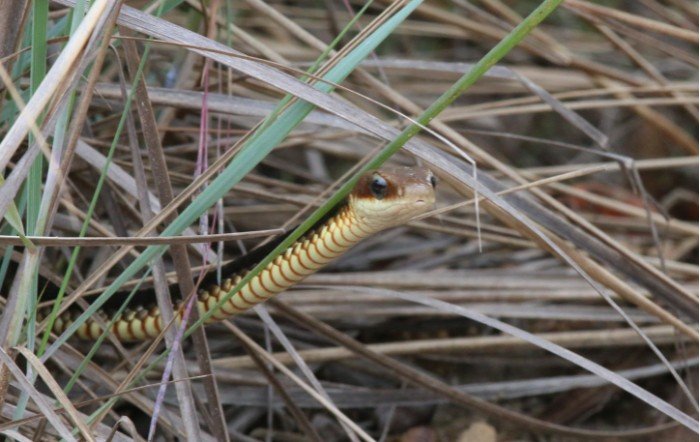 CANINANA, Cobras Brasileiras #4