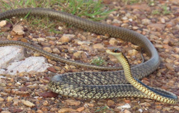 Cobra caninana no Pantanal: veja nossa galeria de fotos