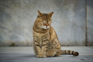 Envelhecimento dos gatos: como lidar com essa fase