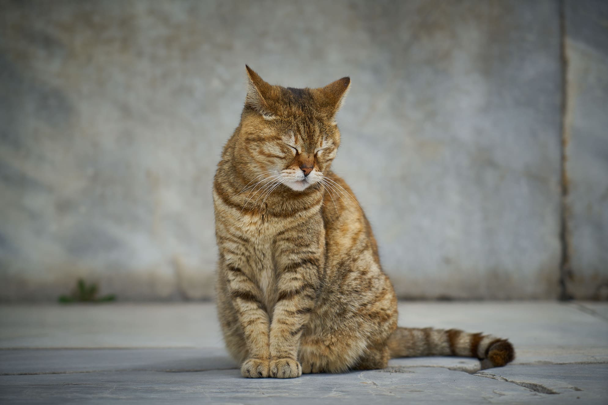 Envelhecimento dos gatos: como lidar com essa fase
