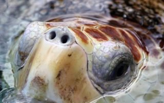 Detalhe da tartaruga-cabeçuda (Caretta caretta) quando emerge para respirar. Foto: Sávio Bruno