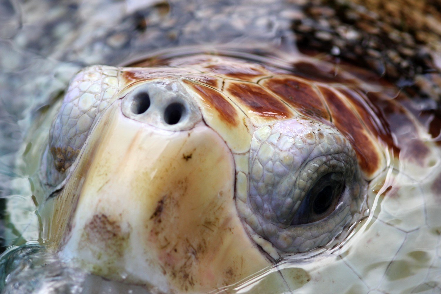 Detalhe da tartaruga-cabeçuda (Caretta caretta) quando emerge para respirar. Foto: Sávio Bruno