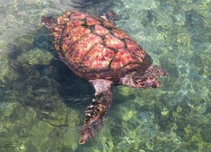 Tartaruga-de-pente (Eretmochelys imbricata)